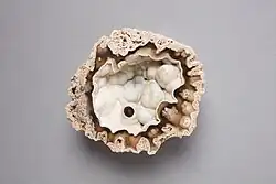 Agatized fossil coral from Florida