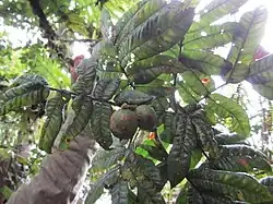 Pinnately compound leaves of a tree with round green fruit attached