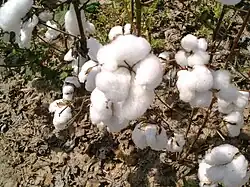 Cotton in Luís Eduardo Magalhães