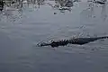 An American alligator swims through the water.