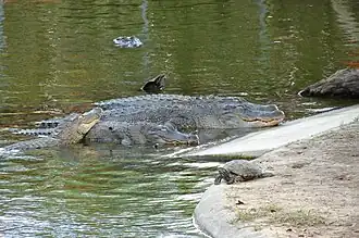 Alligators.