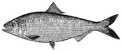 American Shad