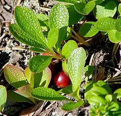 Alpine bearberry Arctostaphylos alpina bjerg melbærris Melbærris
