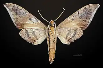Male underside