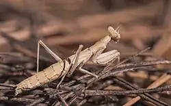A immature brown female mantis walking along the ground