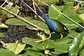 American purple gallinule found in Everglades National Park, Florida, USA