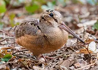 Brown bird with long bill, surrounded by vegetation