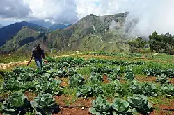 Agriculture in Kenscoff