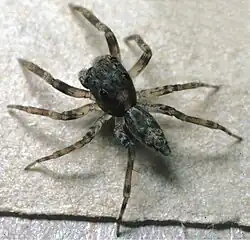 Amilaps_mayana_Zookeys.891.38563_Fig_10