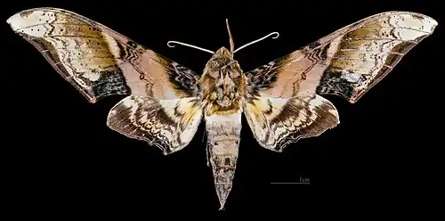 Amplypterus mansoni takamukui ♂