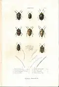 Plate 1 from: C.J.-B. Amyot and J. G. Audinet-Serville (1843). Histoire naturelle des insectes. Hémiptères. Paris, Librairie encyclopédique de Roret.