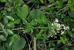 Branch with glossy leaves of three leaflets and a pyramidal cluster of small white flowers at the end
