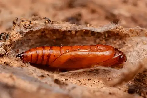 pupa