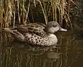 Grey teal