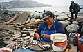 Ancon, Peru. Fisherfolk gutting the catch.