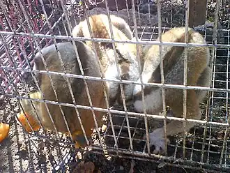 Three Javan slow lorises sit curled up on the bottom of a wired cage