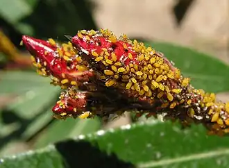 Colony on Nerium oleander