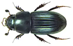 Aphodius urostigma