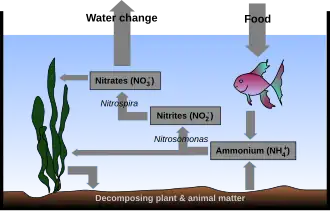 Drawing showing cross-section of the ocean. The bottom is labeled "Decomposing plant & animal matter". An arrow points from seaweed to the bottom. Another arrow points to a rectangle labeled Ammonium (NH+ 4). A two-headed arrow is labeled Nitrosomonas and points back to the seaweed and also to another rectangle labeled Nitrites (NO− 2). Another arrow labeled Nitrospira points to another rectangle labeled Nitrates (NO− 3). Another arrow points back to the seaweed. Another arrow points to the air above the ocean surface and is labeled Water change. Another arrow, labeled Food points from the air to a fish below the surface. A final arrow points to the rectangle labeled Ammonium (NH+ 4).