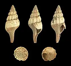 Aquilofusus semiglaber