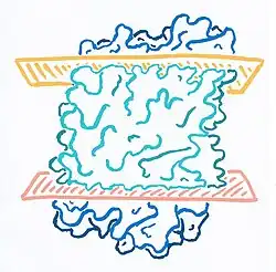 Tertiary structure surface model of Archaerhodopsin.