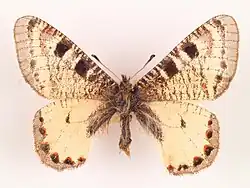 Race amasina - Amasya, Turkey