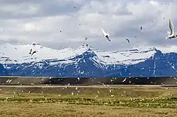 Terns in flight in southern Iceland