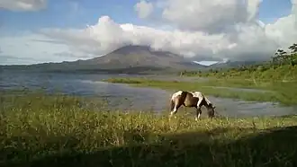 Horse grazing on the shore of the Lake with the Arenal Volcano in the background.