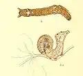 Larva