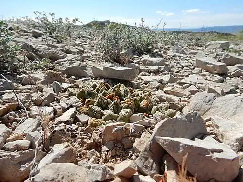 Plant growing in habitat in Big Bend area of Brewster County, Texas.