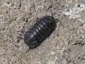 Armadillidium pallasii
