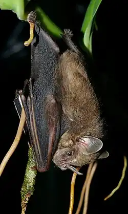 Brown bat
