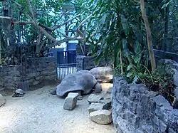 Aldabra tortoises at Artis