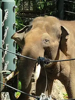 Putra Mas the zoo's last remaining Asian elephant, who will be leaving the zoo in June 2025