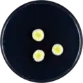 Aspergillus caperatus growing on CYA plate