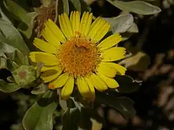 Yellow daisy-like flower with a yellow-orange center