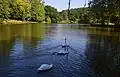 Swans in the larger pond.
