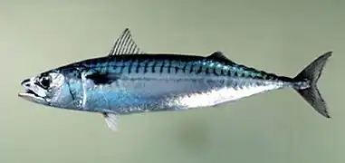 Streamlined, somewhat warm-blooded: mackerel