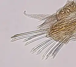 Median cirrigerous parapodium from a specimen from Museums Victoria