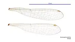 Female wings