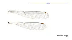 Male wings