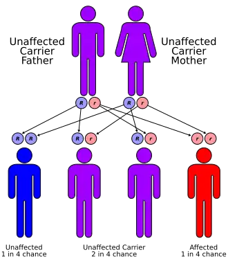 Autorecessive