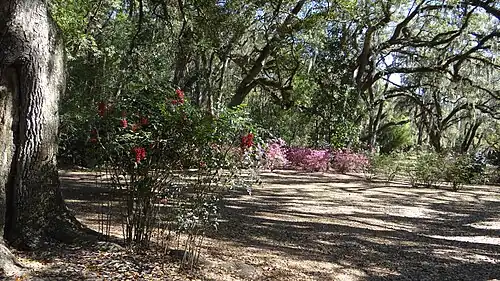 Gardens at Avery Island