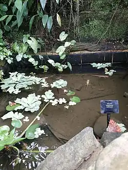 Axolotls in a pond with Pistia, Kew Gardens