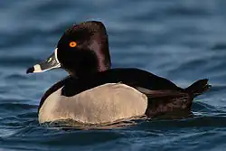 Ring-necked duck (Aythya collaris)