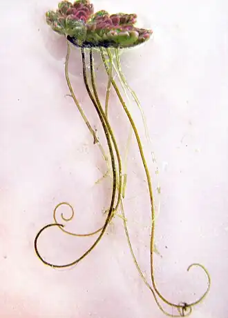 Single A. filiculoides plant showing the roots