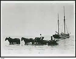 Image 8Loading grain from horse drawn wagons to the ketch 'Free Selector' on Kangaroo Island (from Transport in South Australia)