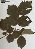 Leaves of same