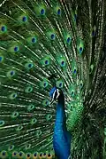 A peacock in the park