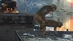 Macaque monkeys mating